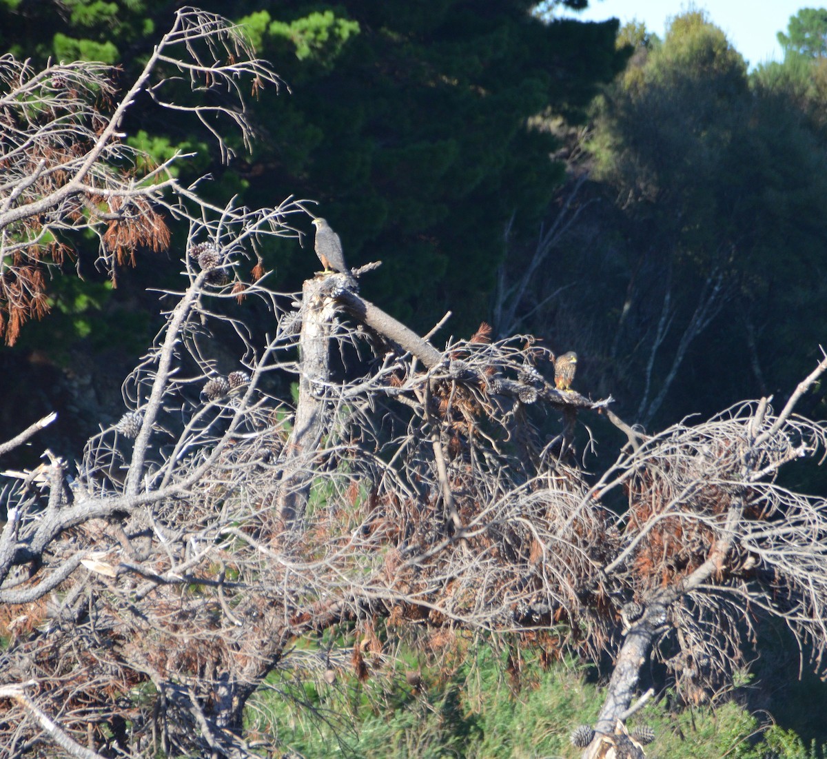 New Zealand Falcon - ML233314041