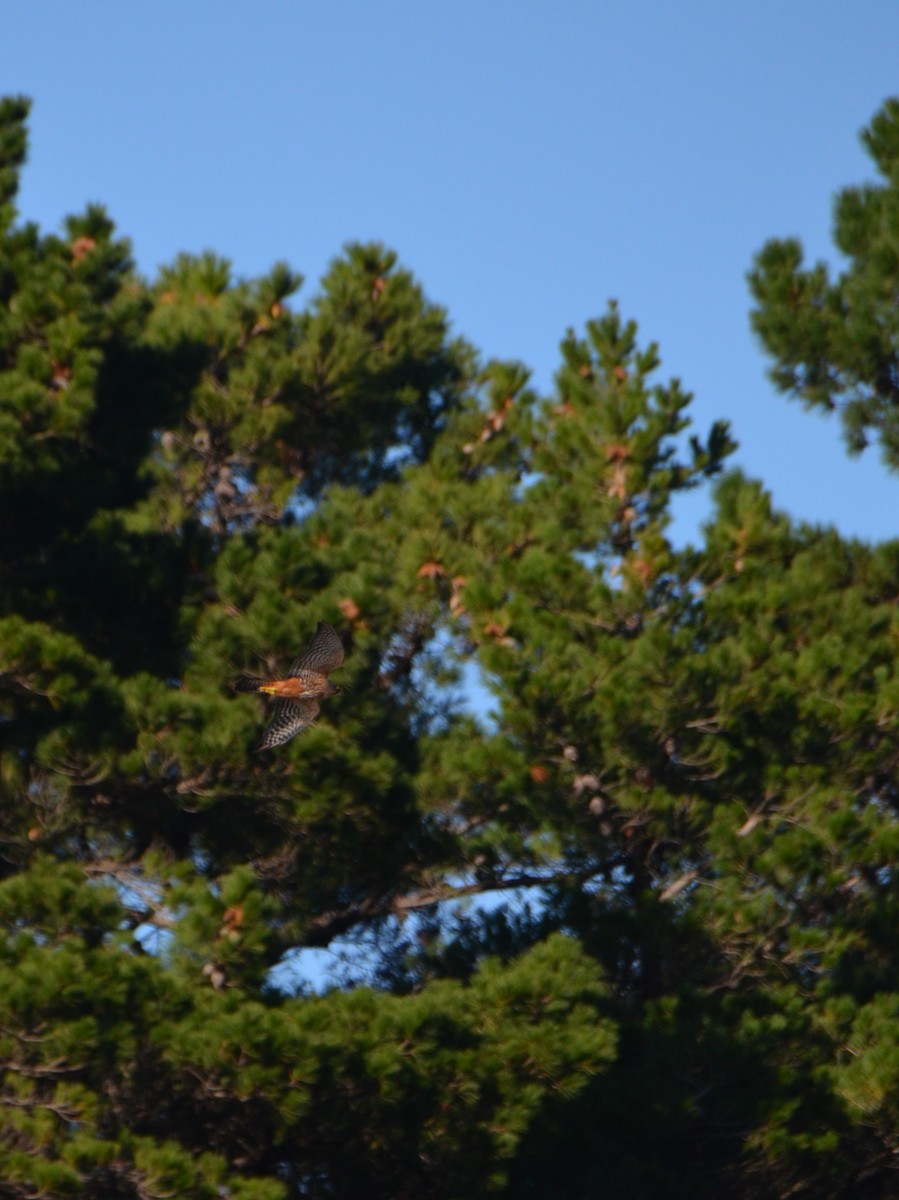 New Zealand Falcon - ML233314271