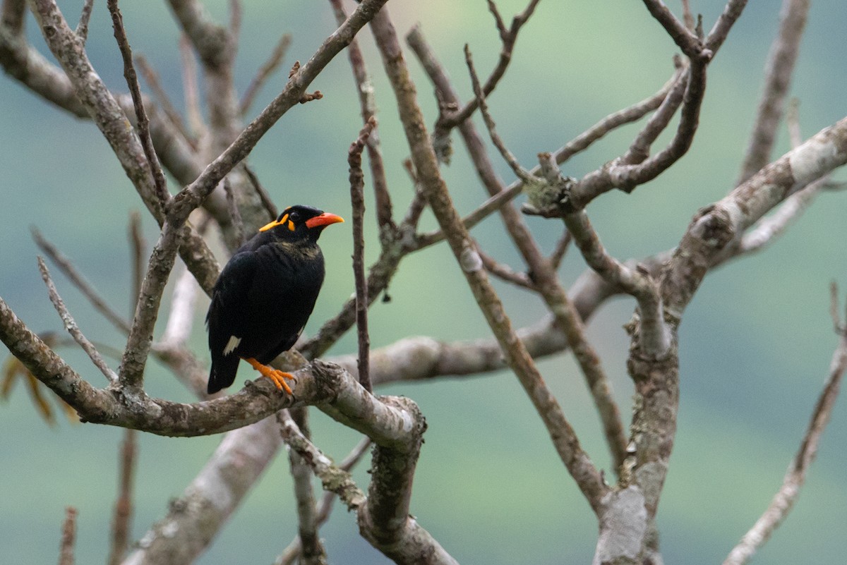 Southern Hill Myna - ML233314811