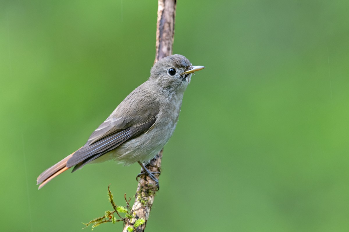 Rusty-tailed Flycatcher - ML233315571