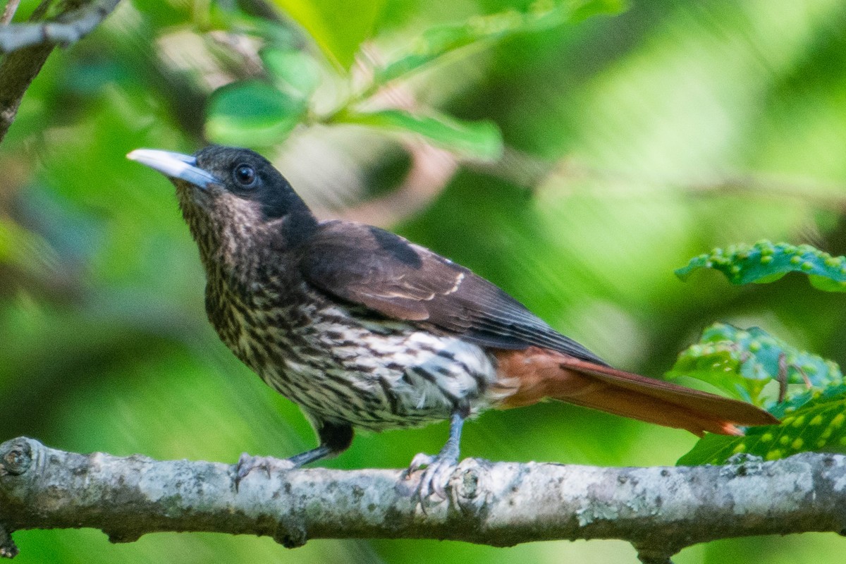 Maroon Oriole - Brijesh Rawat