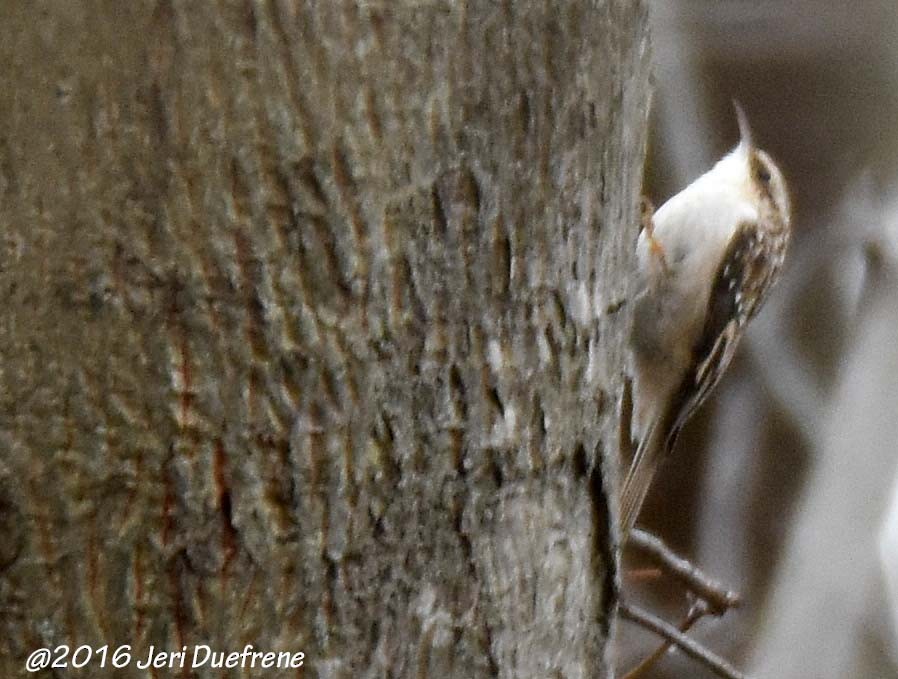 Brown Creeper - ML23331631