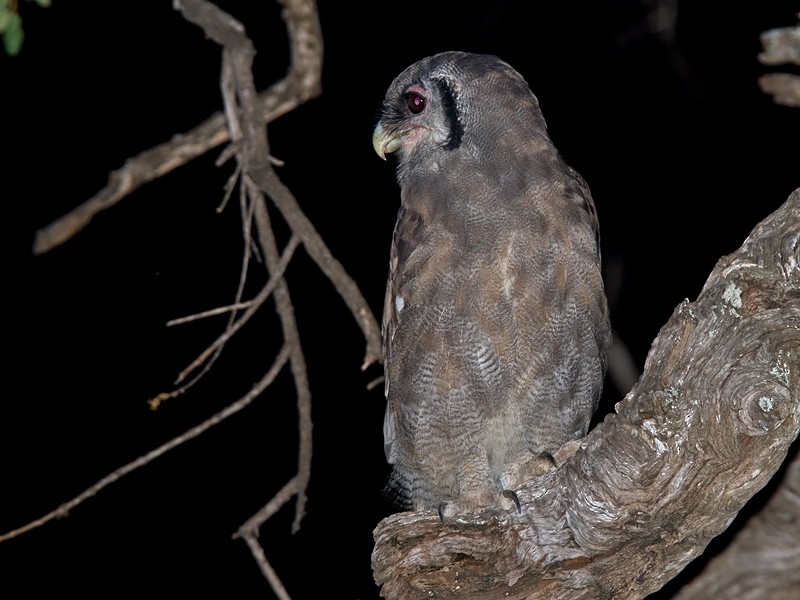 Verreaux's Eagle-Owl - ML233316641