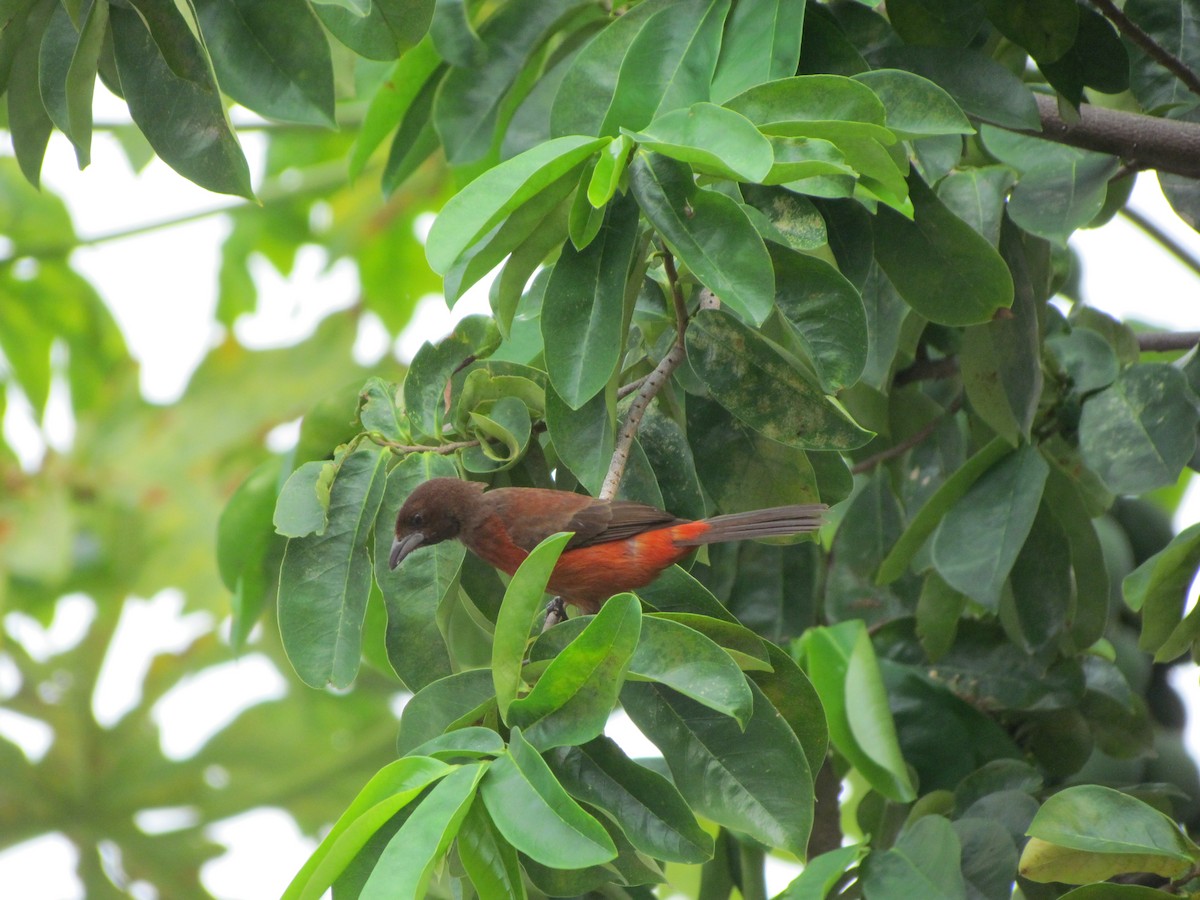 Crimson-backed Tanager - ML233317611