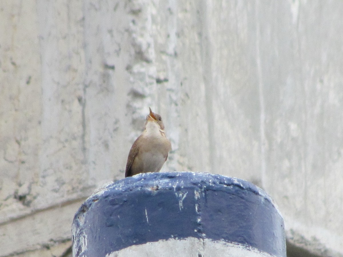 House Wren (Southern) - ML233317841