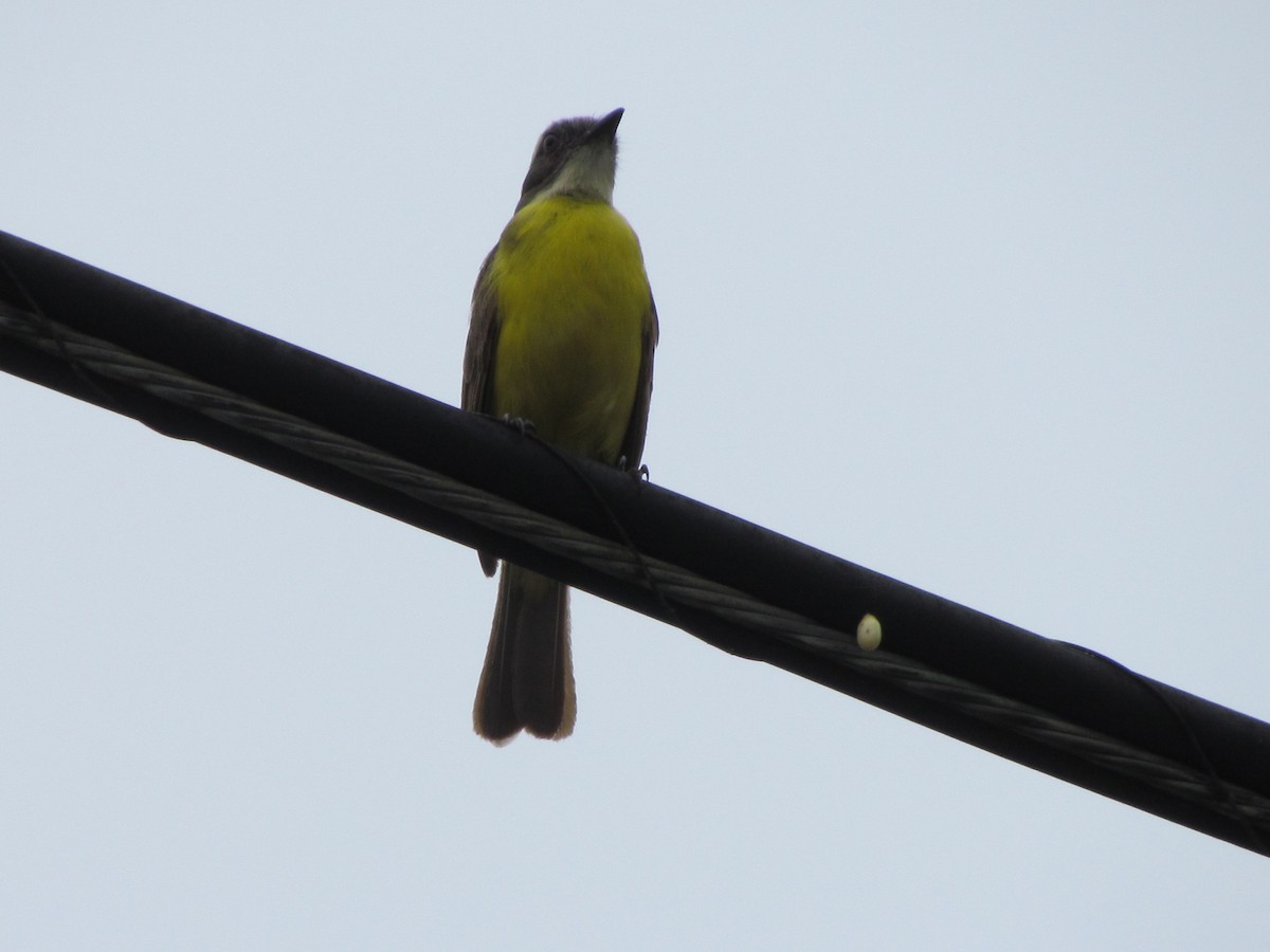 Красношапочный бентеви [группа similis] - ML233318021