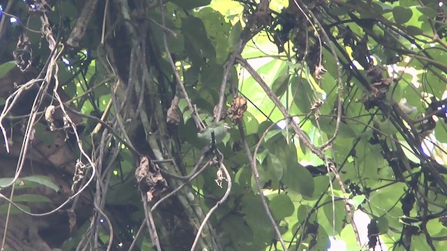 Bay-headed Tanager (Bay-and-blue) - ML233319211