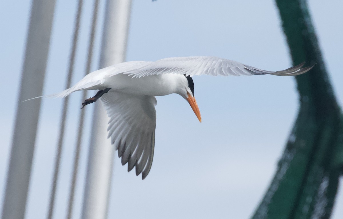 Royal Tern - ML233319681