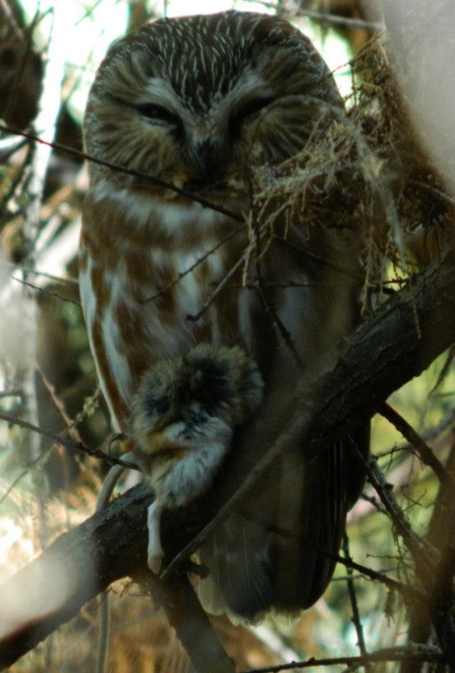 Northern Saw-whet Owl - Eric Hough