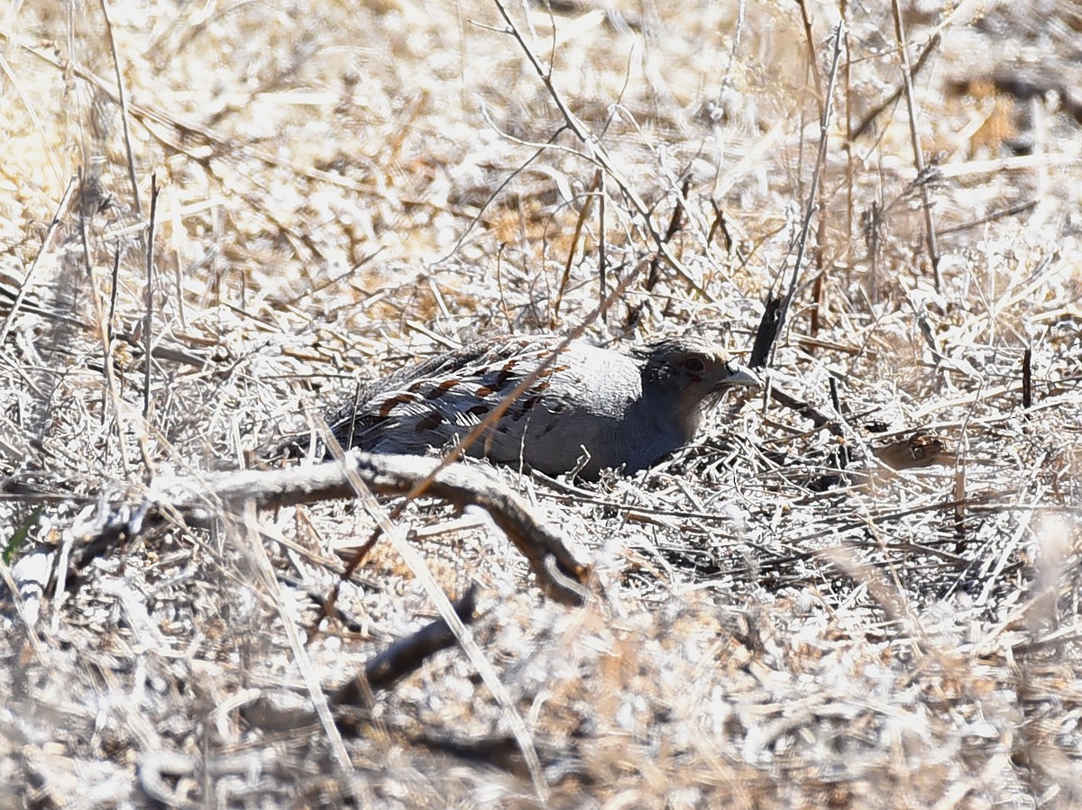 Daurian Partridge - ML233319901