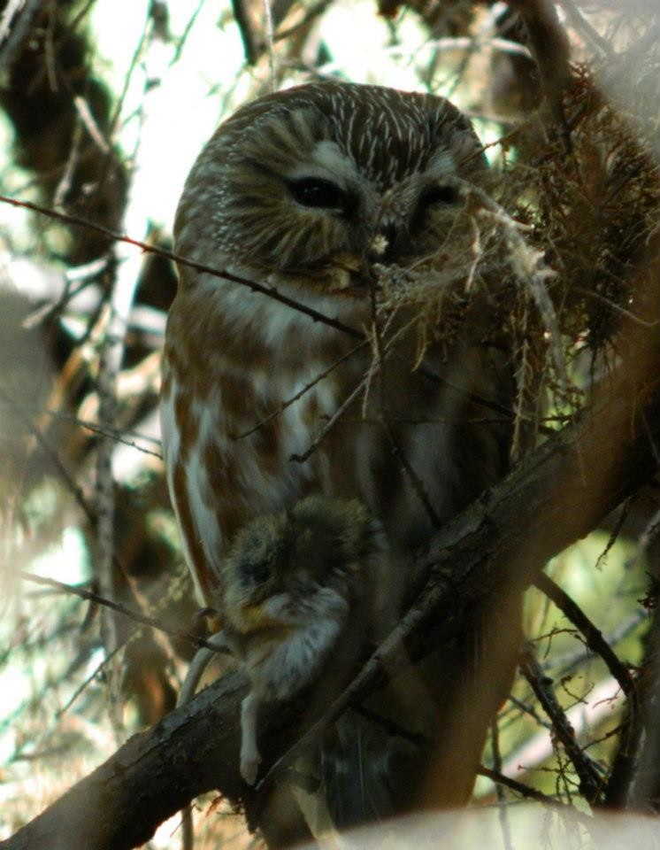 Northern Saw-whet Owl - Eric Hough