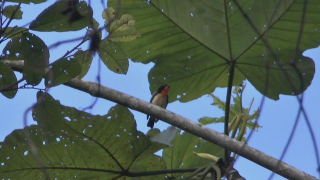 Orange-throated Tanager - ML233320101