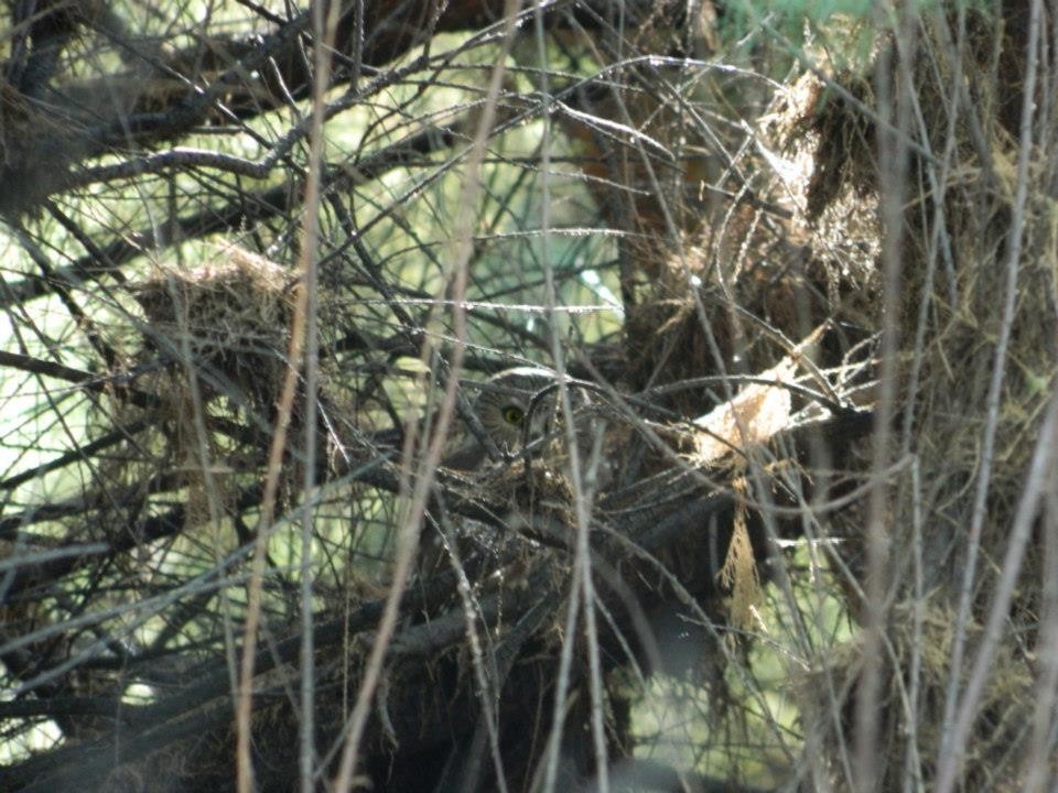 Northern Saw-whet Owl - ML23332011