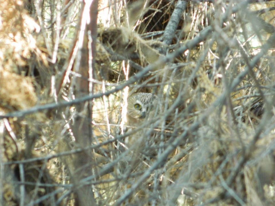 Northern Saw-whet Owl - ML23332021