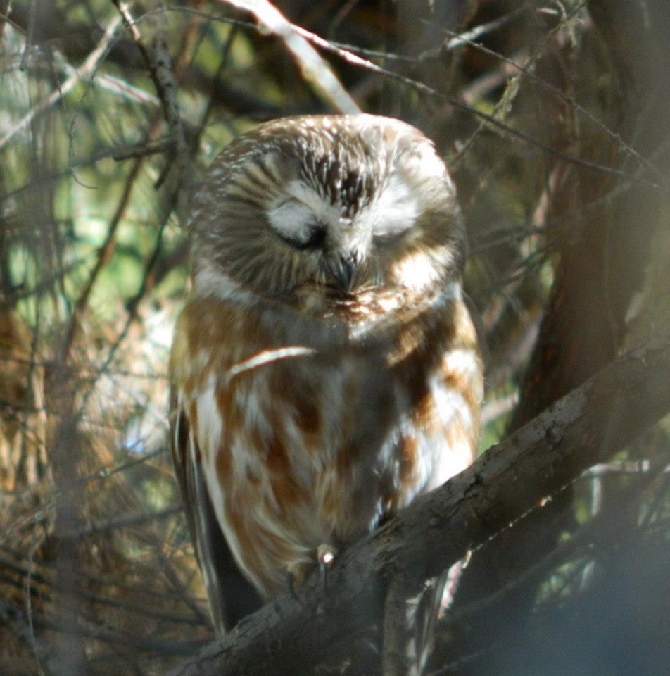 Northern Saw-whet Owl - Eric Hough