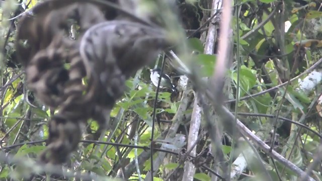 Black-and-white Tody-Flycatcher - ML233320451