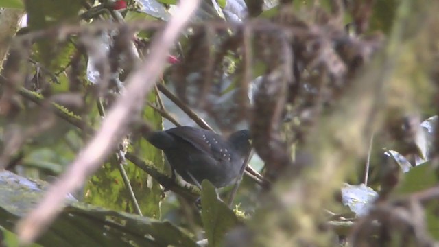 Spot-winged Antbird - ML233320821