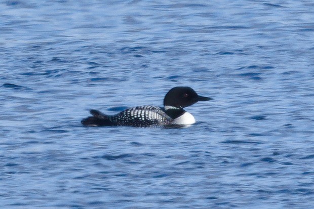 Common Loon - ML233321071