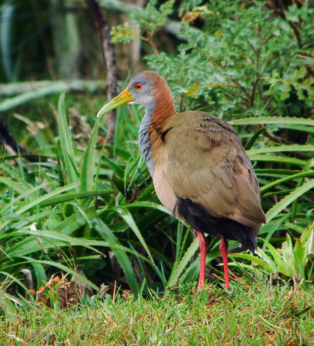 Giant Wood-Rail - Nick Athanas