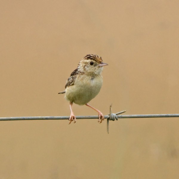 Wing-snapping Cisticola (Wing-snapping) - ML233322391