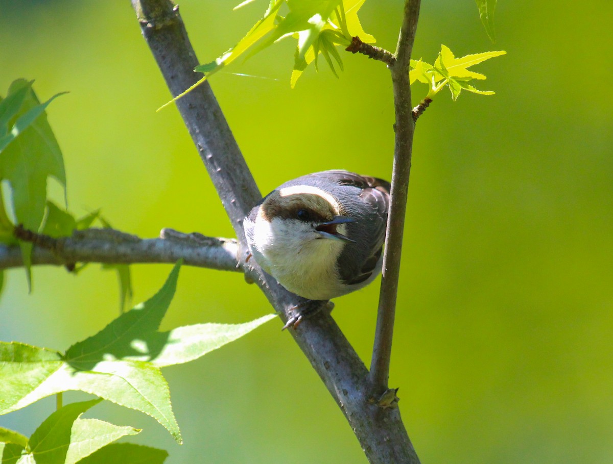 Brown-headed Nuthatch - ML233322641