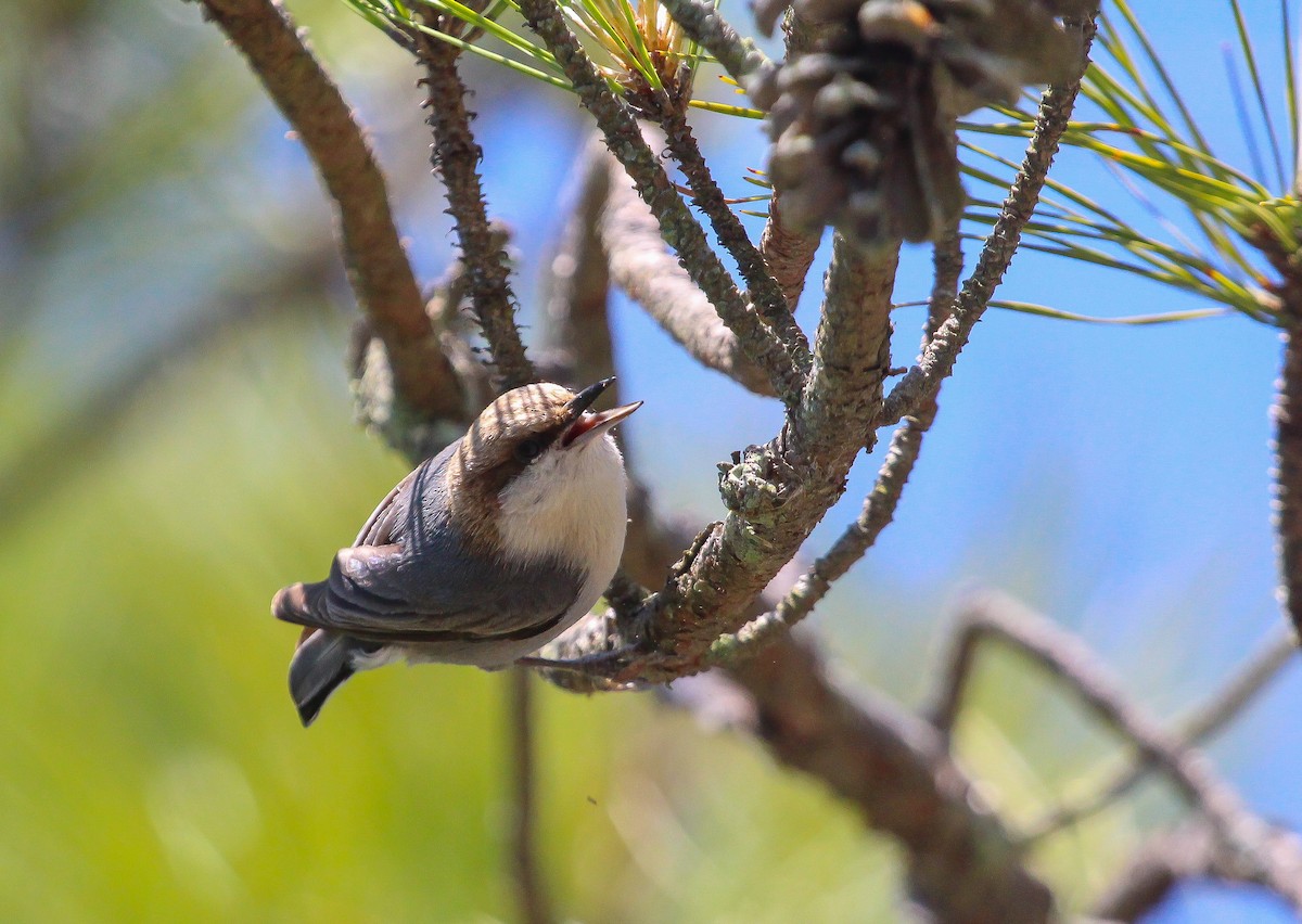Brown-headed Nuthatch - ML233322651