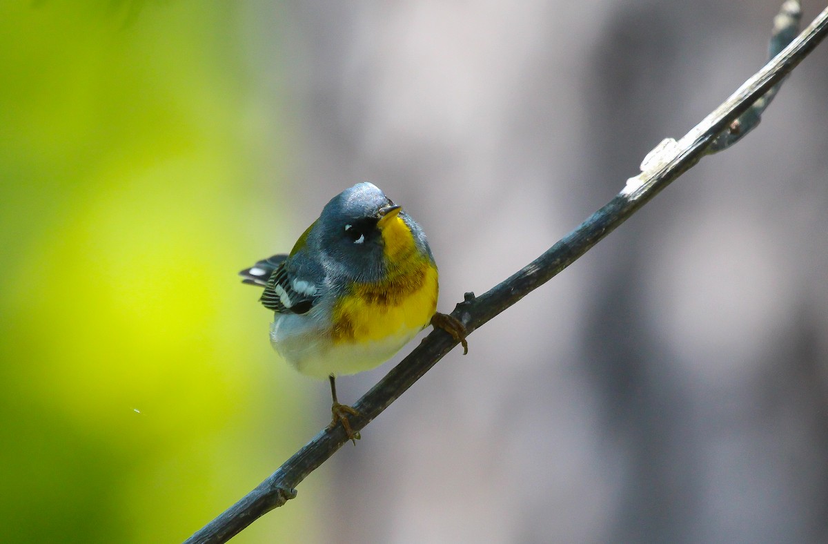 Northern Parula - ML233322681