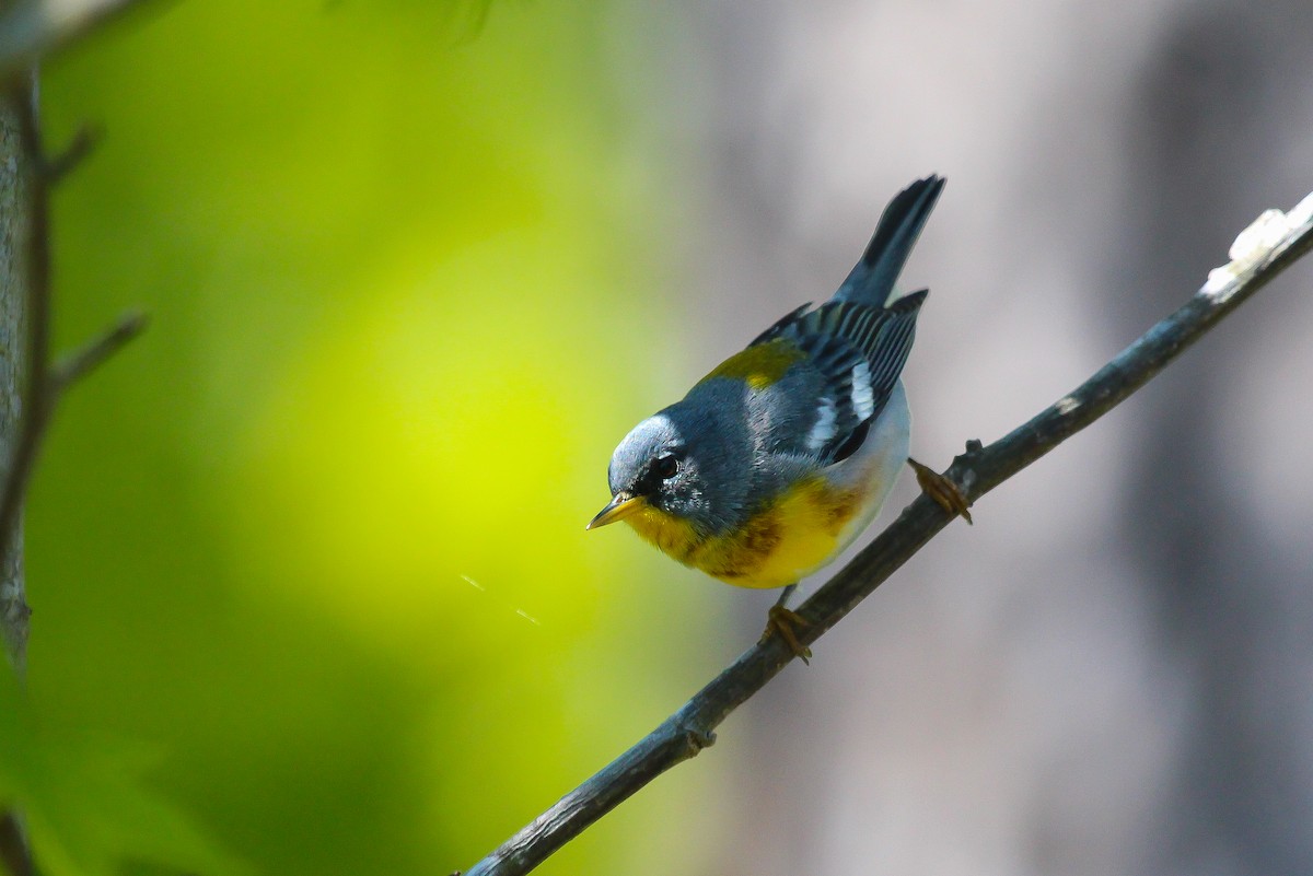 Northern Parula - ML233322701