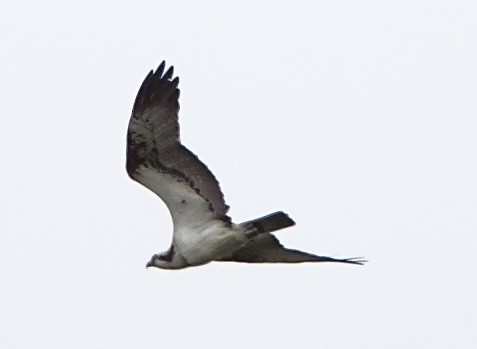 Osprey - Ralph Akkermans