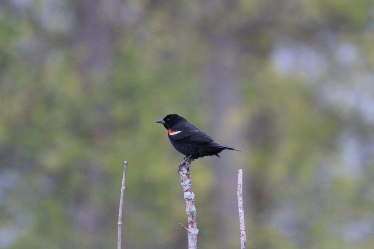 Red-winged Blackbird - Leonard Schofield