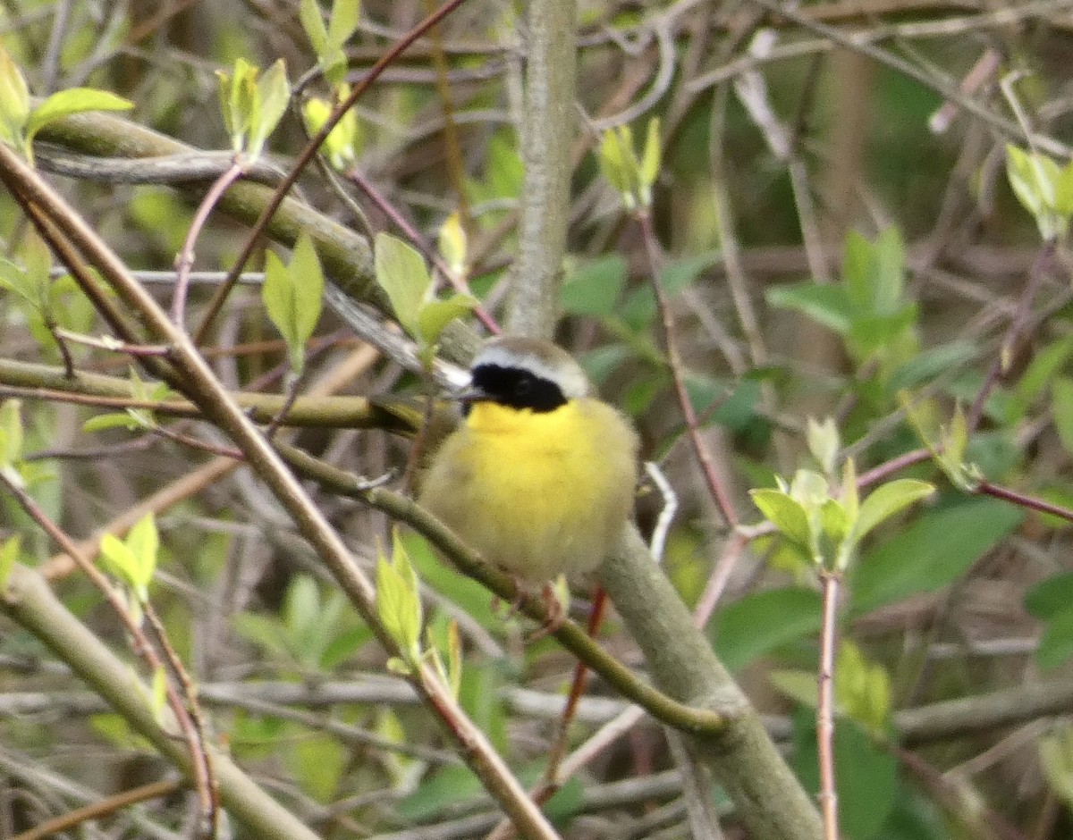 Common Yellowthroat - ML233327561