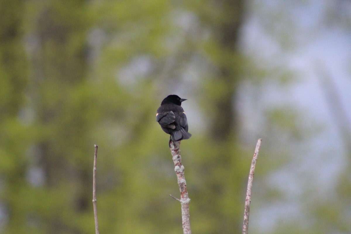 Red-winged Blackbird - ML233327931