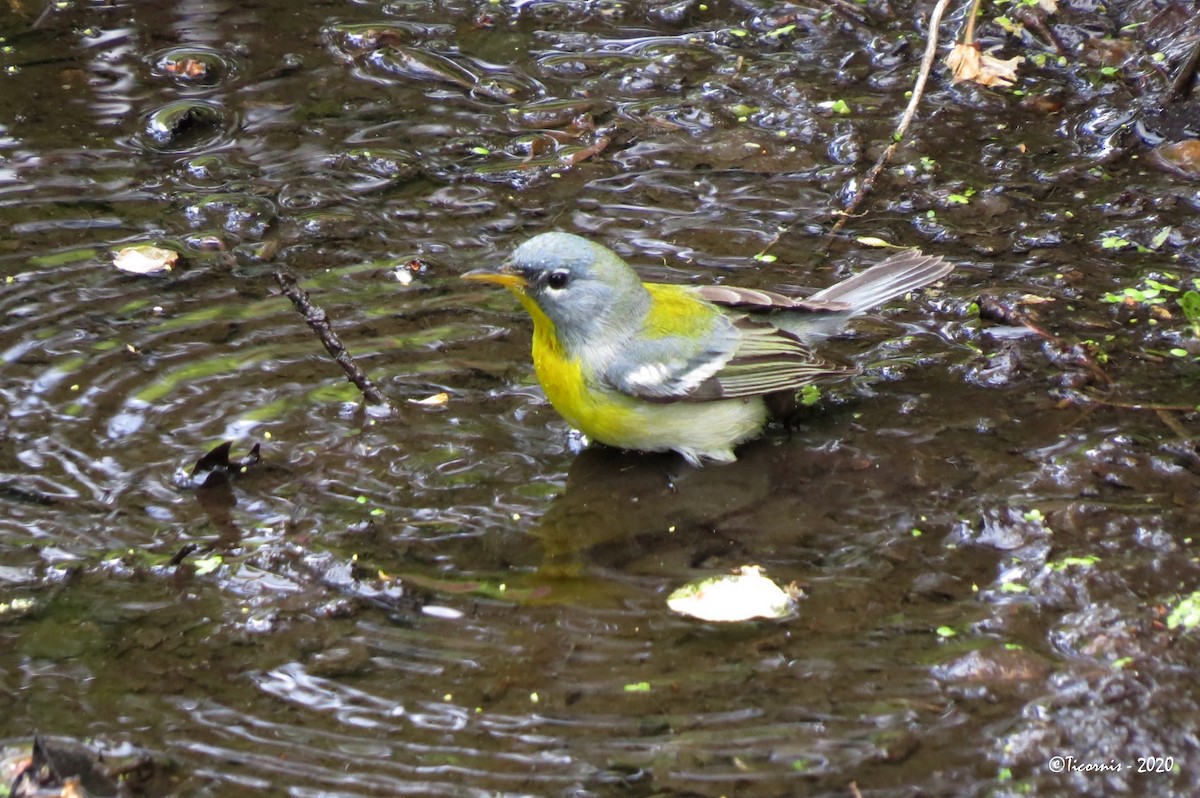 Northern Parula - ML233329781