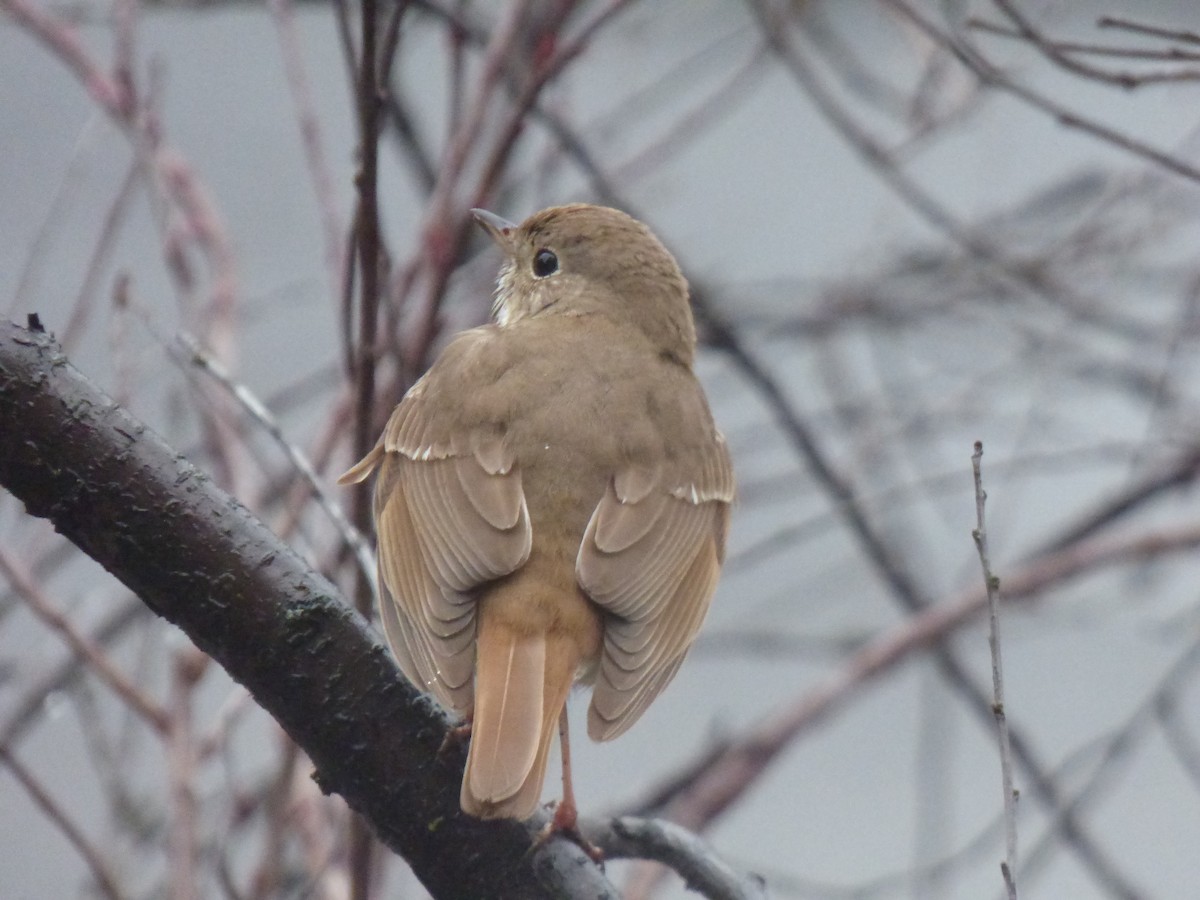 Hermit Thrush - ML233330711