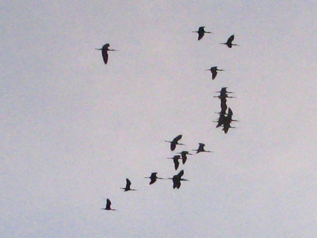 ibis americký - ML233332231