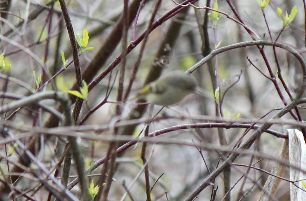 Golden-crowned Kinglet - Teresa Schimizzi