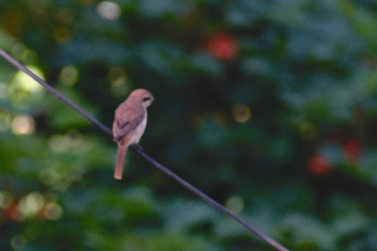 Brown Shrike - Kartik Varma Namburi