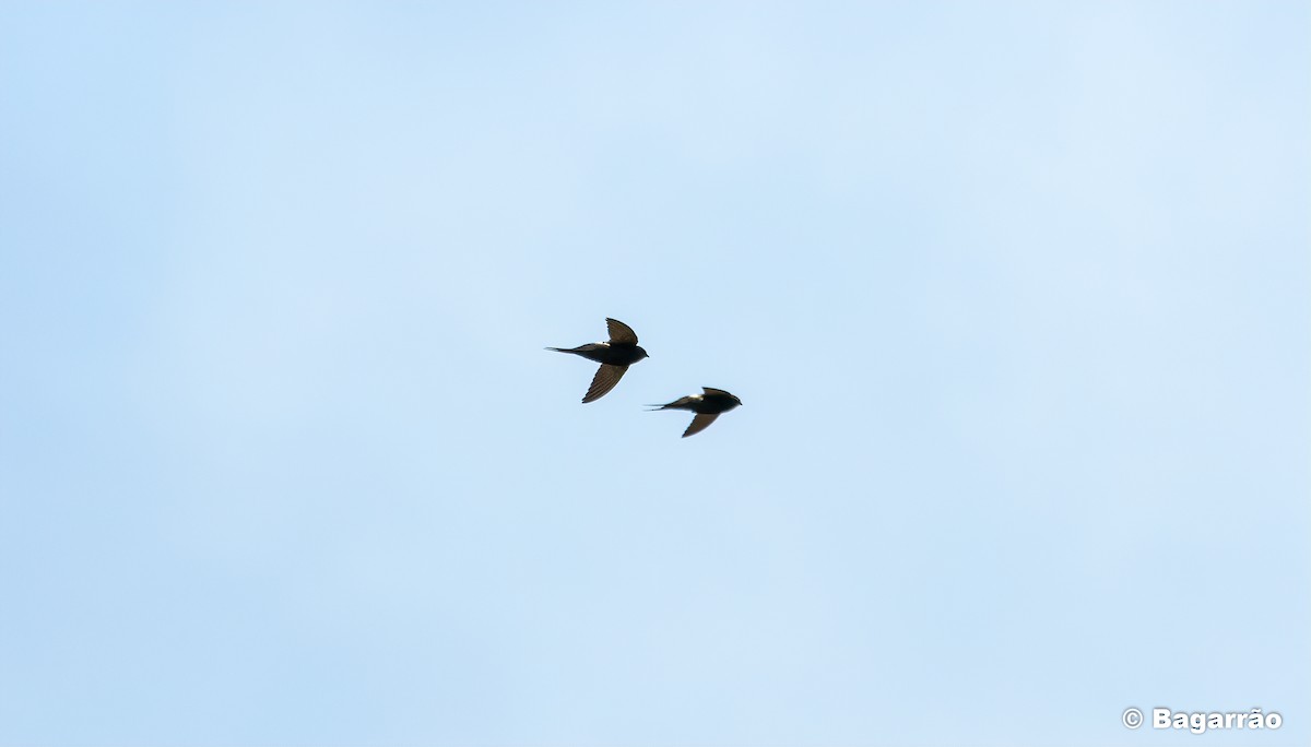 White-rumped Swift - ML233333921