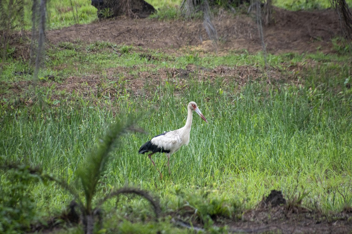 Maguari Stork - ML233335061