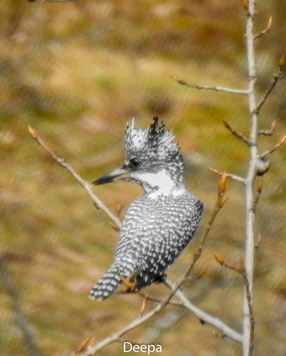 Crested Kingfisher - ML233335191