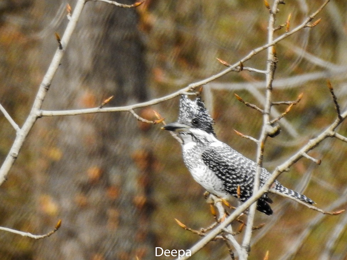Crested Kingfisher - ML233335401