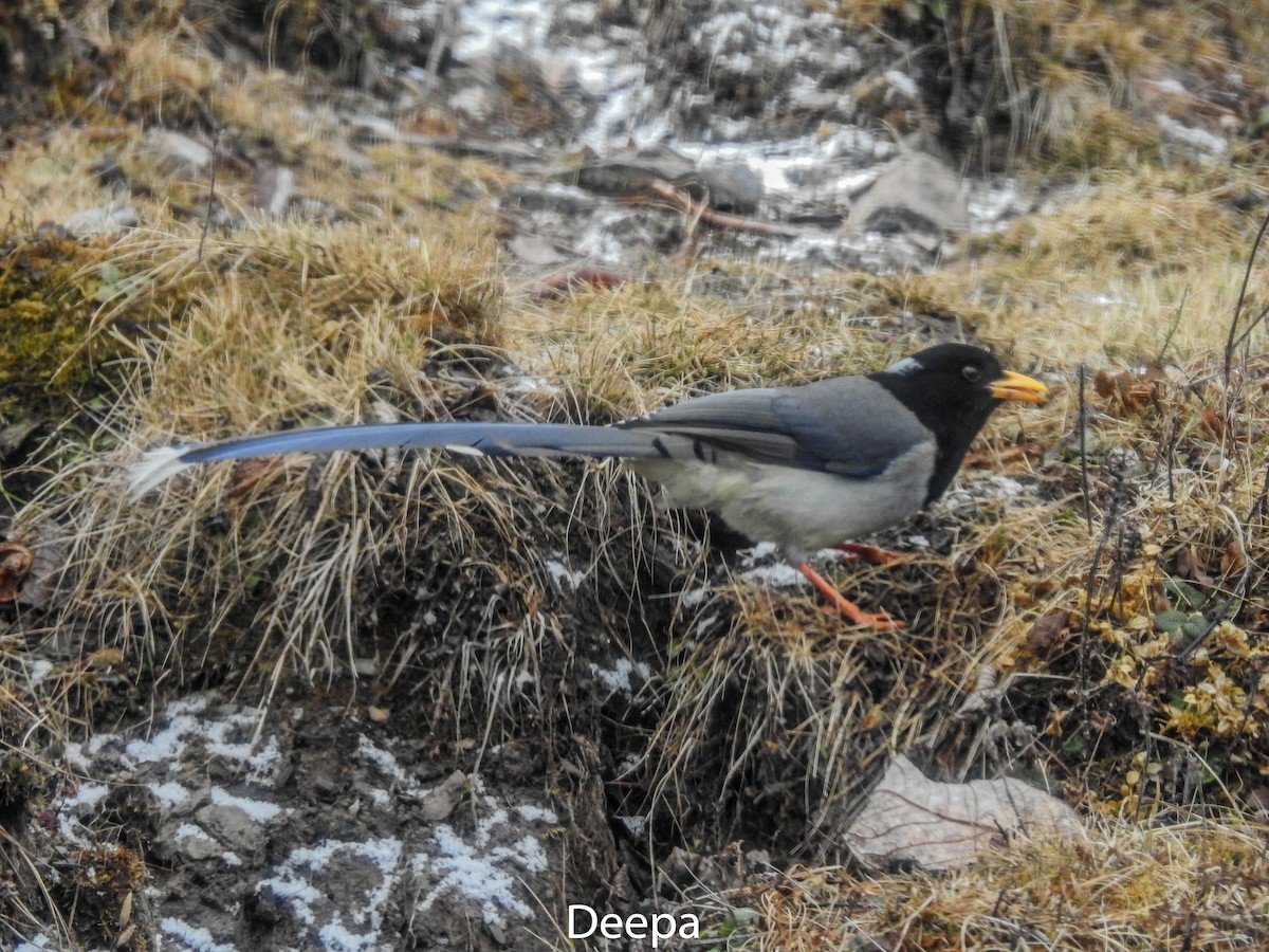 Yellow-billed Blue-Magpie - ML233336161