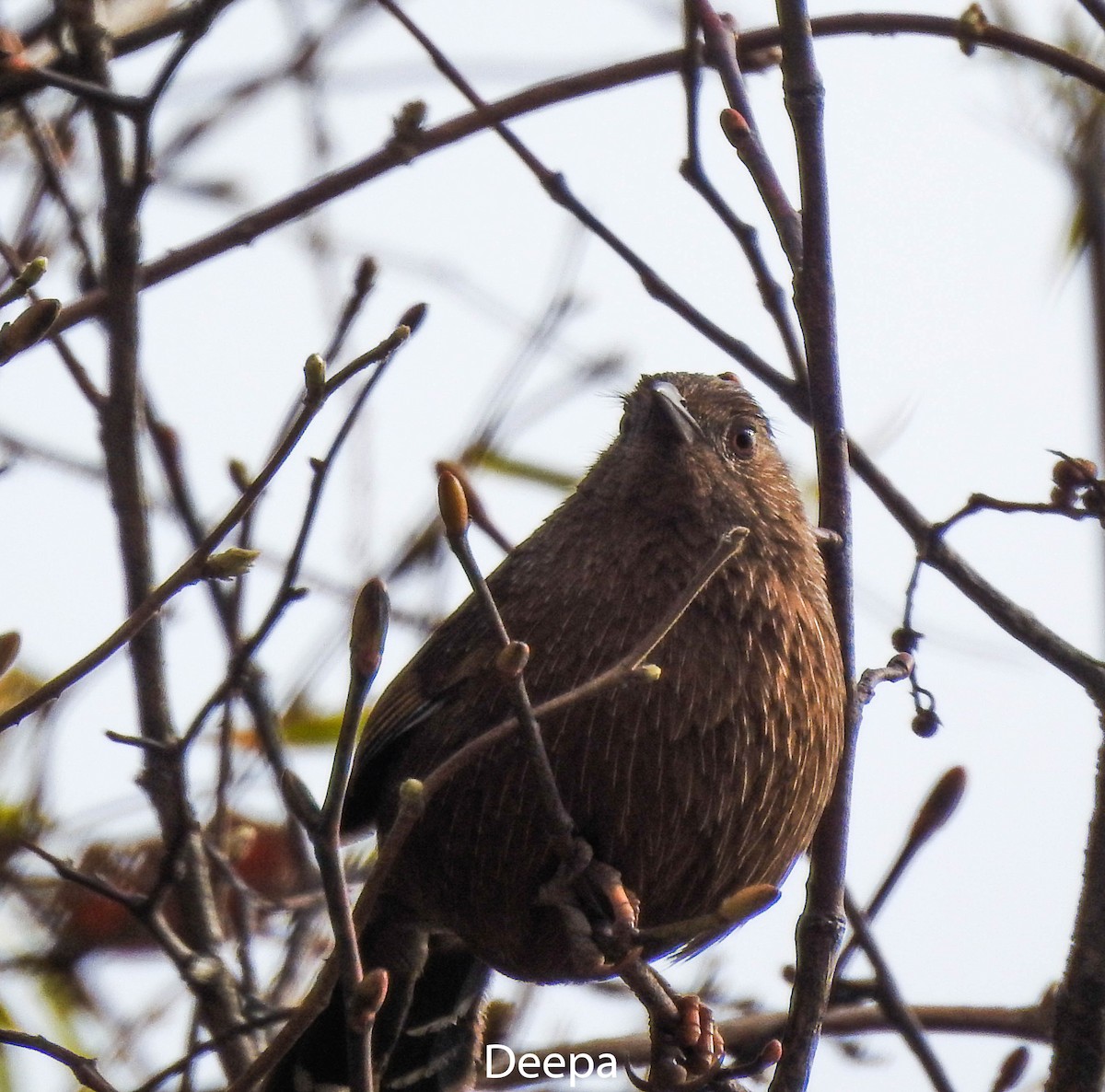 Bhutan Laughingthrush - ML233336411