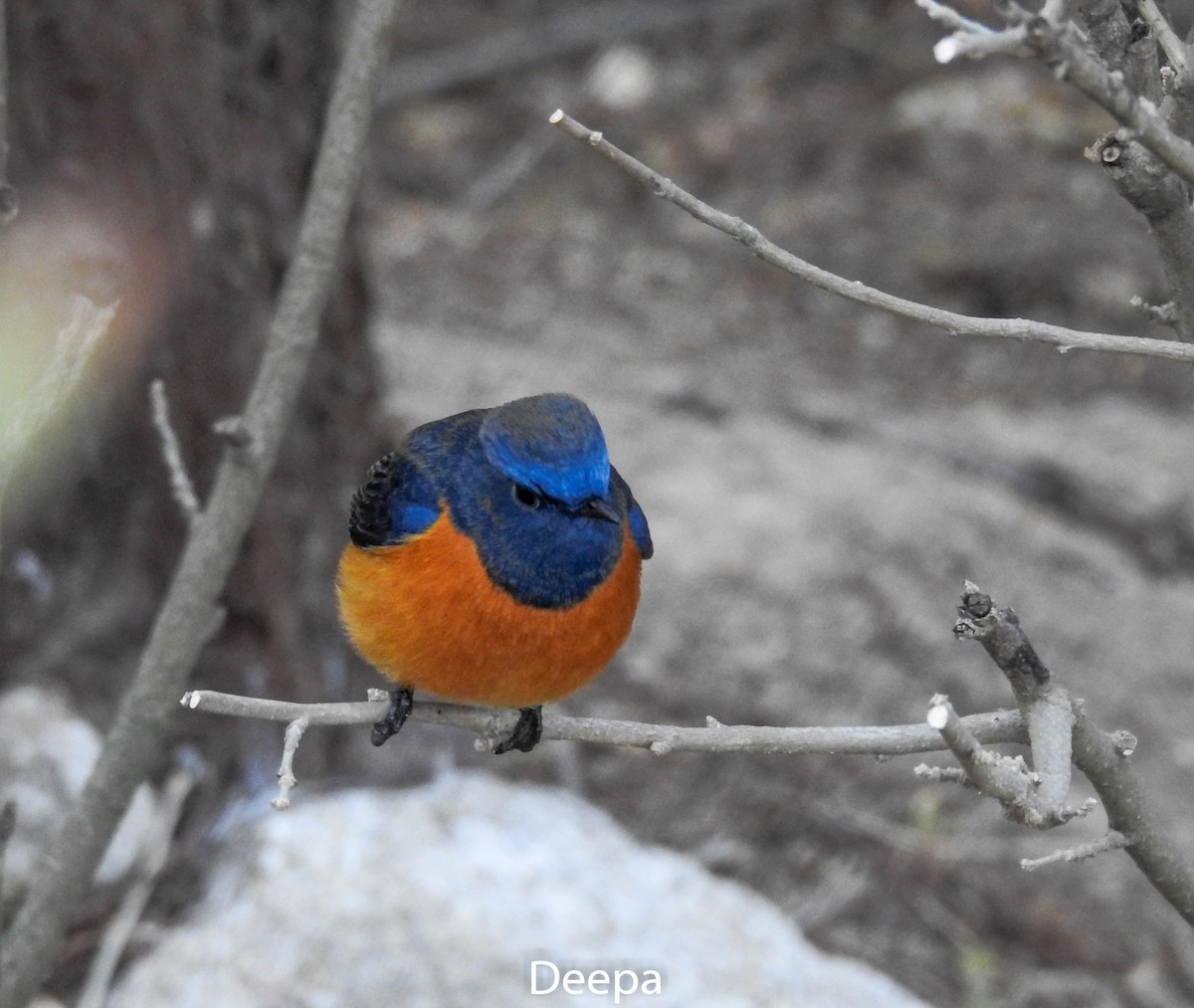 Blue-fronted Redstart - ML233336911