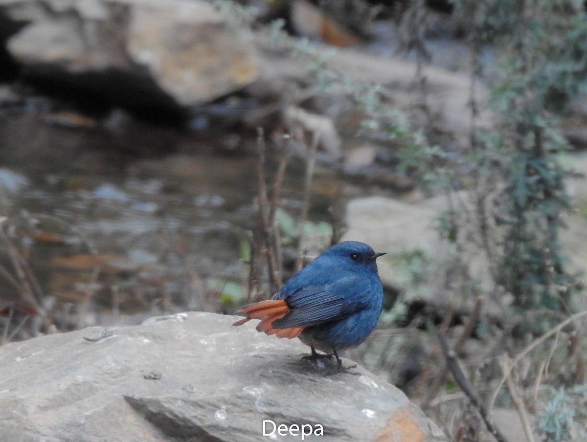 Plumbeous Redstart - ML233336991