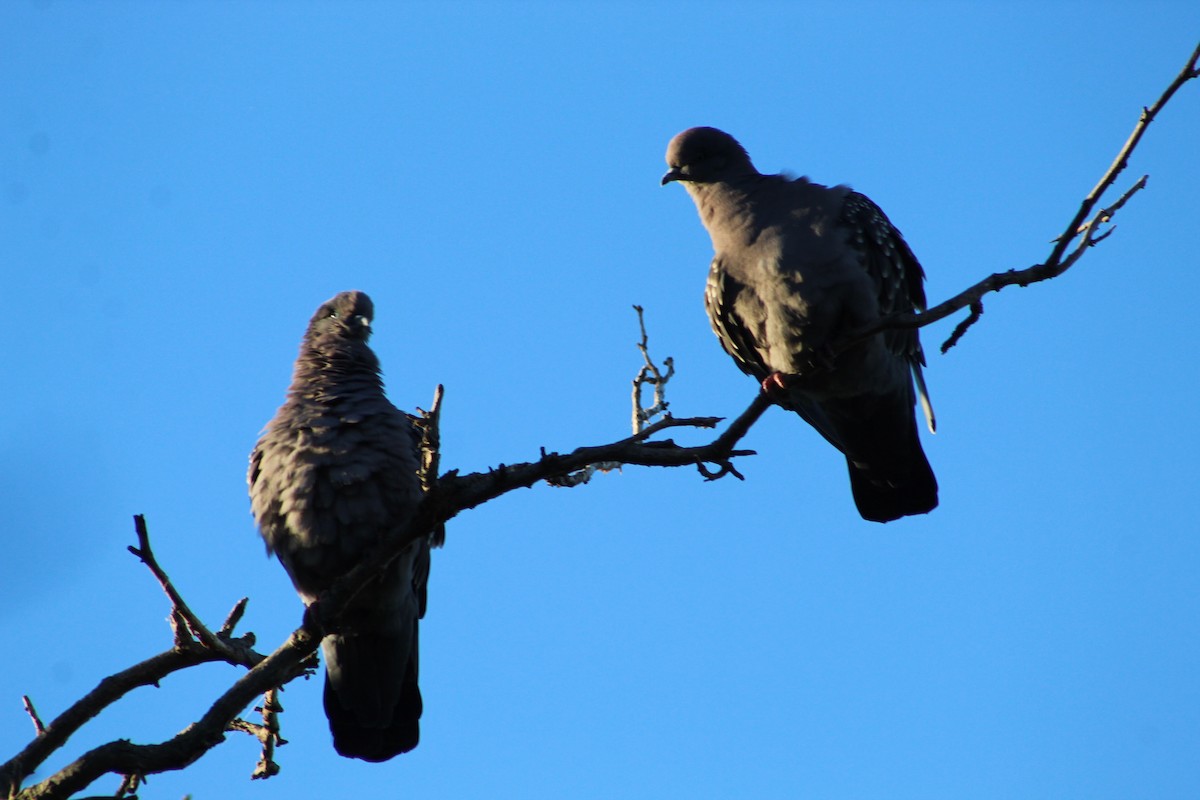 Pigeon tigré - ML233337031