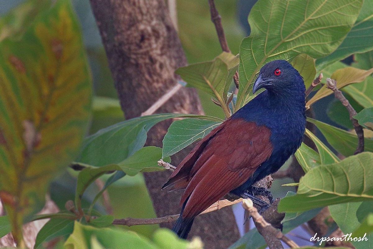 Greater Coucal - ML233337381