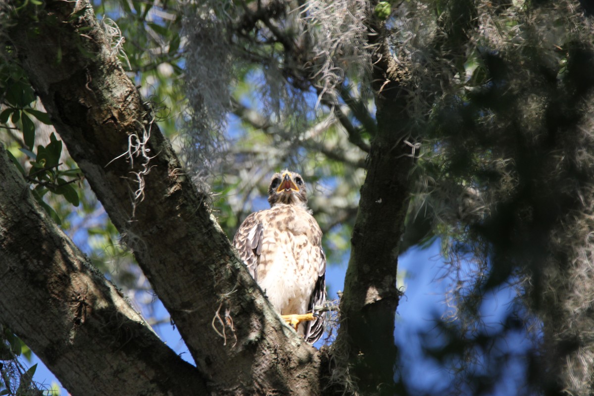 Red-shouldered Hawk - ML233338711