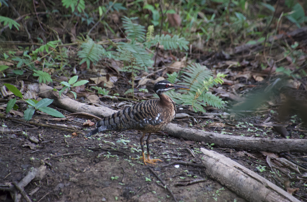 Sunbittern - ML233339141