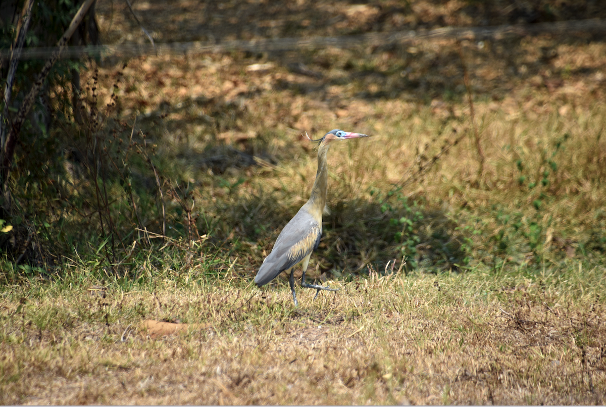 Whistling Heron - ML233339431